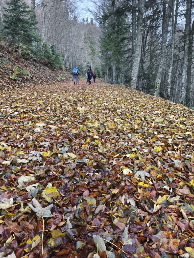 4c0756a5-7bee-4a9f-8a4e-eea4438ae5de